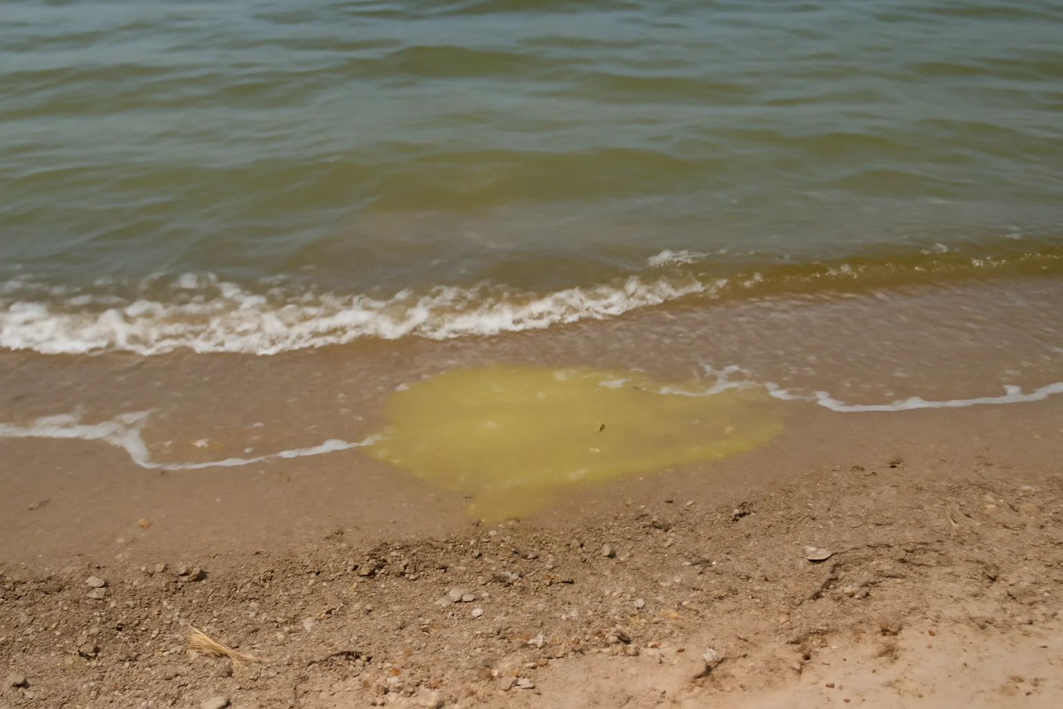 Bacterii E-coli în apă din cauza dejecțiilor umane de pe plaja Tuzla
